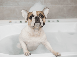 laver son chien en hiver